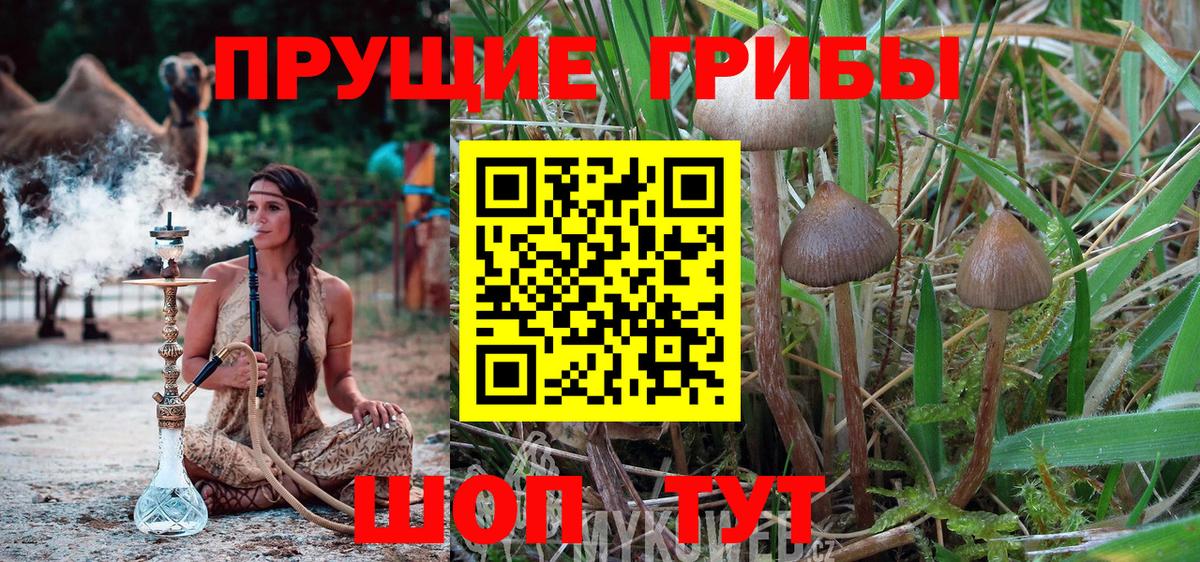 Псилоцибиновые грибы Cubensis  Галлюциногенные грибы прущие грибы  Вход с VPN  Реж 